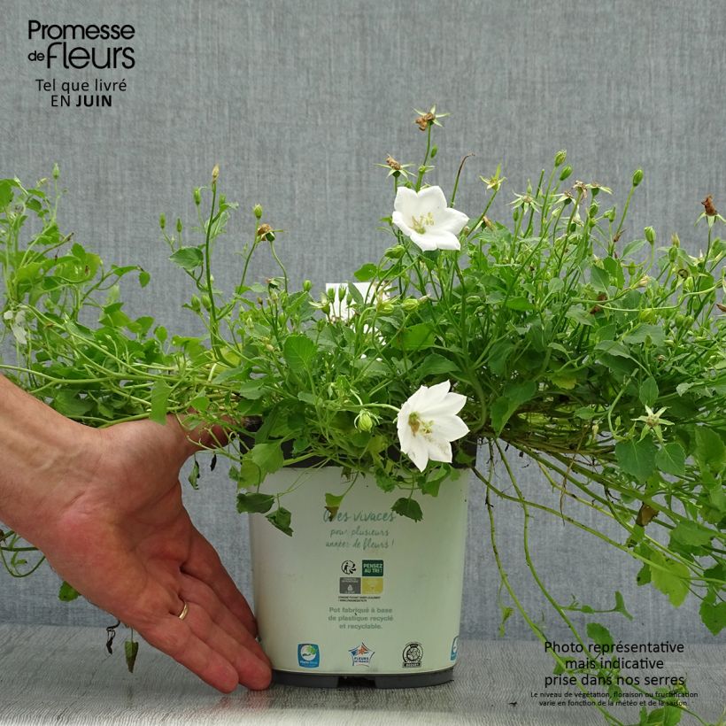 Ejemplar de Campanula carpatica Clips Whites Maceta 2L/3L entregado en verano