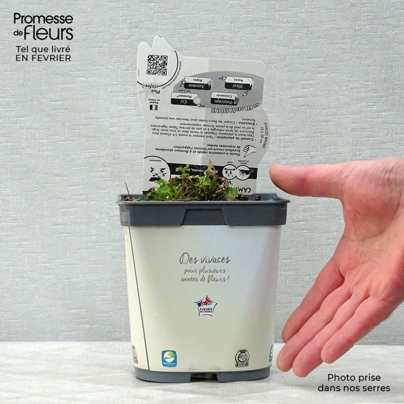 Campanula carpatica Clips Whites Maceta 2L/3L Ejemplar entregado en invierno