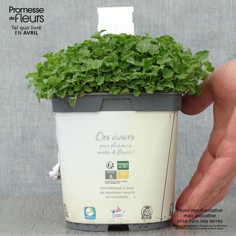 Campanula carpatica Clips Whites Maceta 2L/3L Ejemplar entregado en la primavera