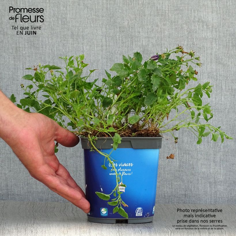 Ejemplar de Campanula carpatica Clips bleues Maceta 2L/3L entregado en verano
