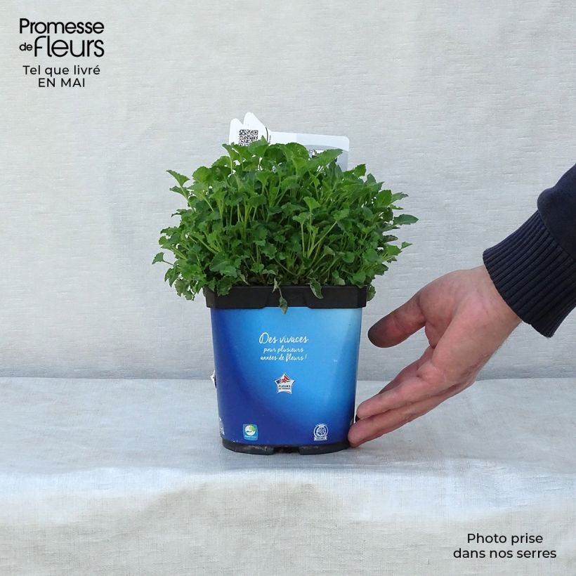 Campanula carpatica Clips bleues Maceta 2L/3L Ejemplar entregado en la primavera