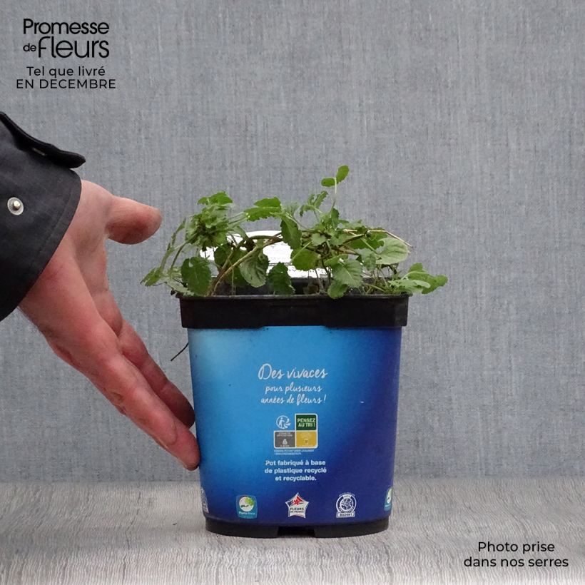 Campanula carpatica Clips bleues Maceta 2L/3L Ejemplar entregado en invierno