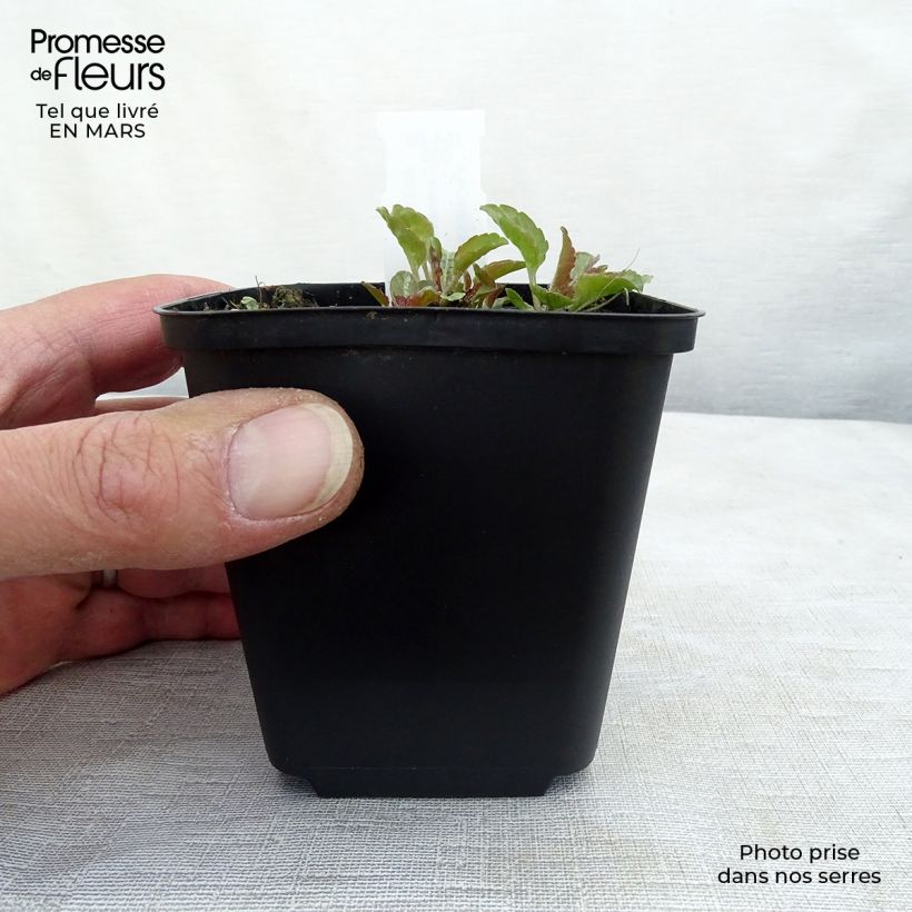 Campanula carpatica Karl Foersters Maceta de 8/9 cm Ejemplar entregado en invierno