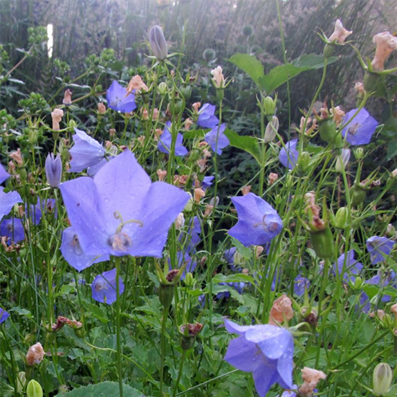 Campanula carpatica Molly Pinsents (Floración)