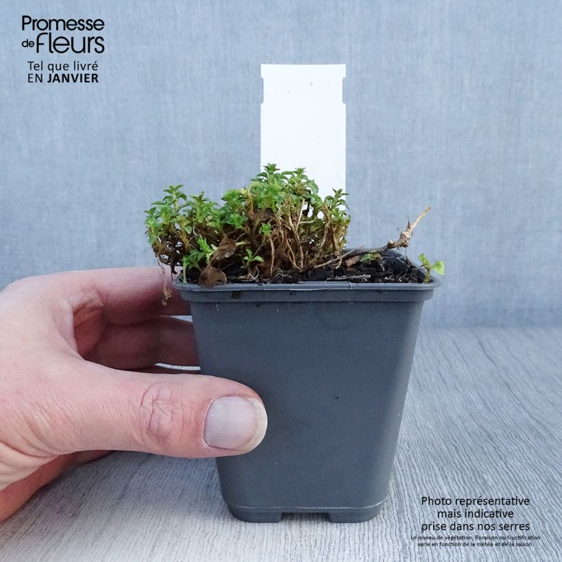 Campanula cochleariifolia Bavaria Blue Maceta de 8/9 cm Ejemplar entregado en invierno