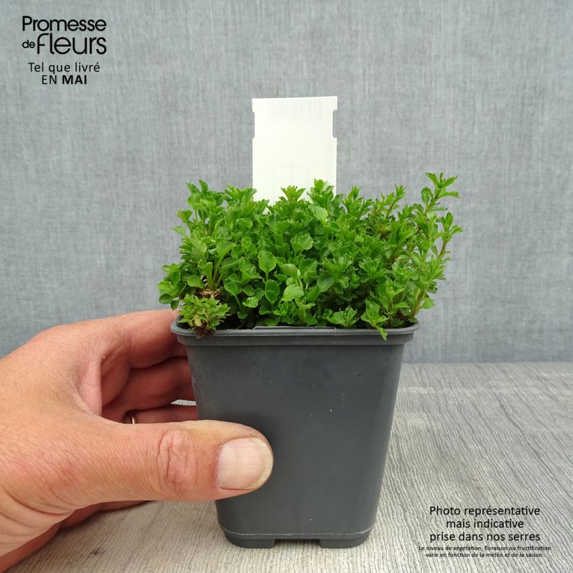 Campanula cochleariifolia Bavaria Blue Maceta de 8/9 cm Ejemplar entregado en la primavera