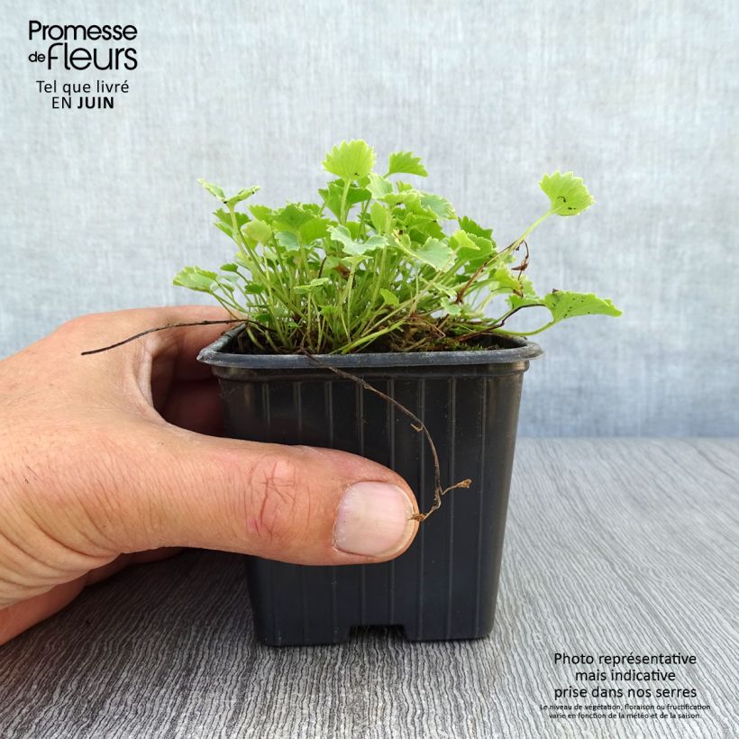 Ejemplar de Campanula portenschlagiana Maceta de 7/8 cm entregado en verano