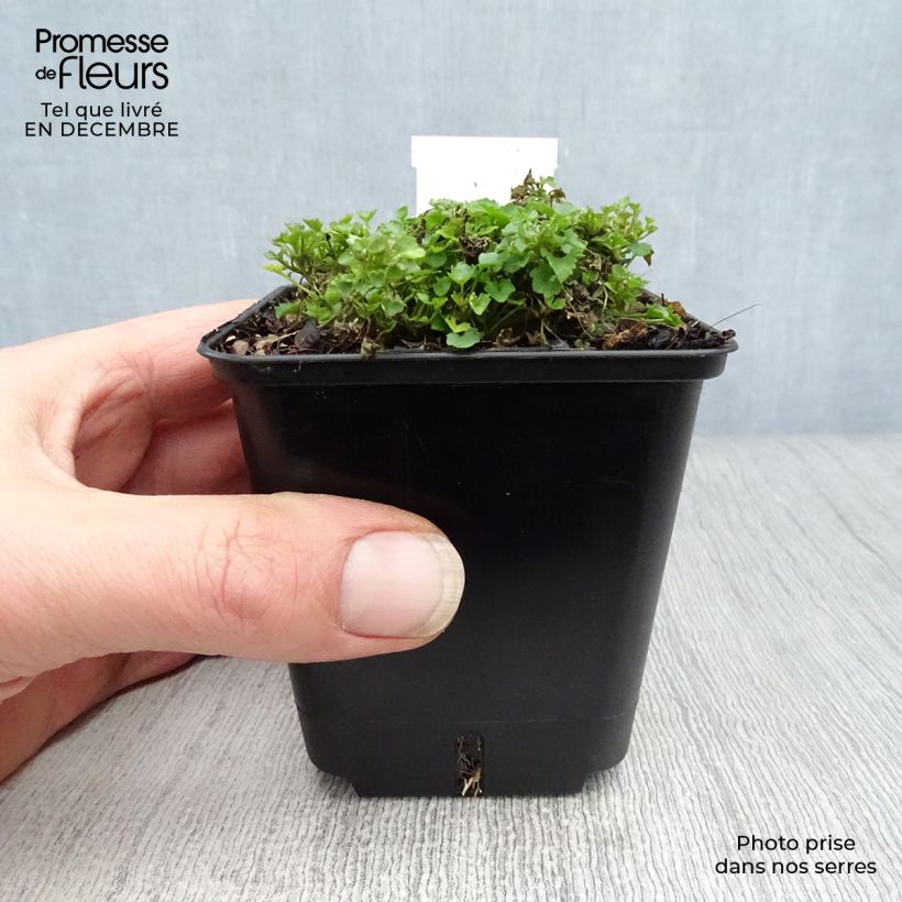 Campanula portenschlagiana Maceta de 7/8 cm Ejemplar entregado en invierno