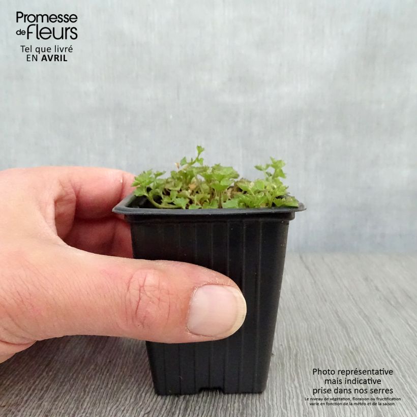 Campanula portenschlagiana Maceta de 7/8 cm Ejemplar entregado en la primavera