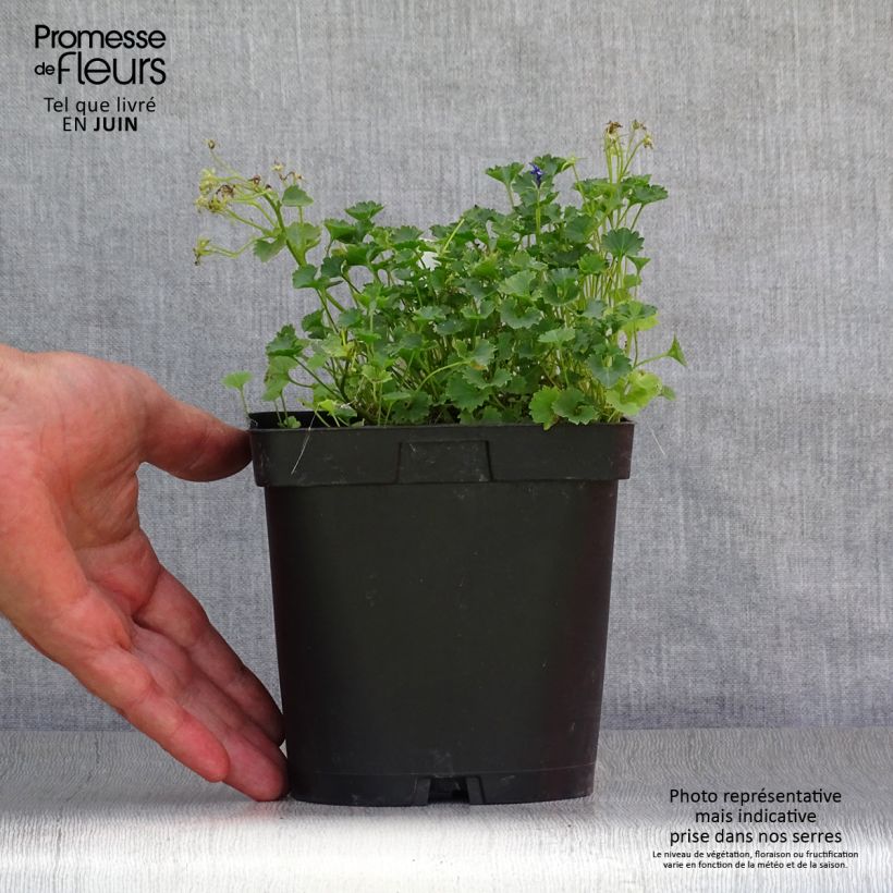 Ejemplar de Campanula portenschlagiana Maceta 2L/3L entregado en verano