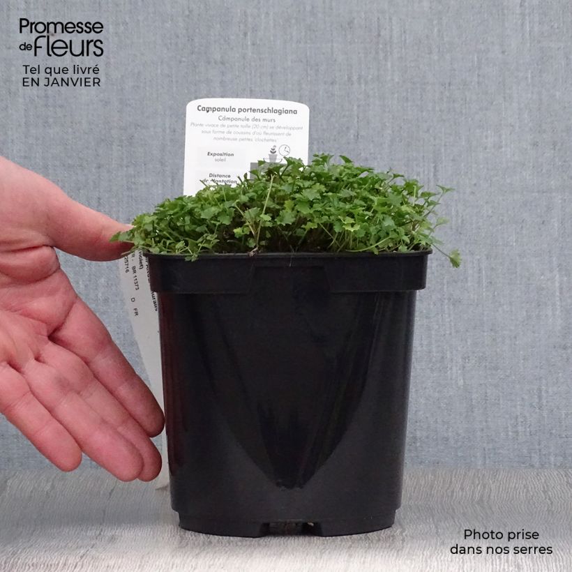 Campanula portenschlagiana Maceta 2L/3L Ejemplar entregado en invierno