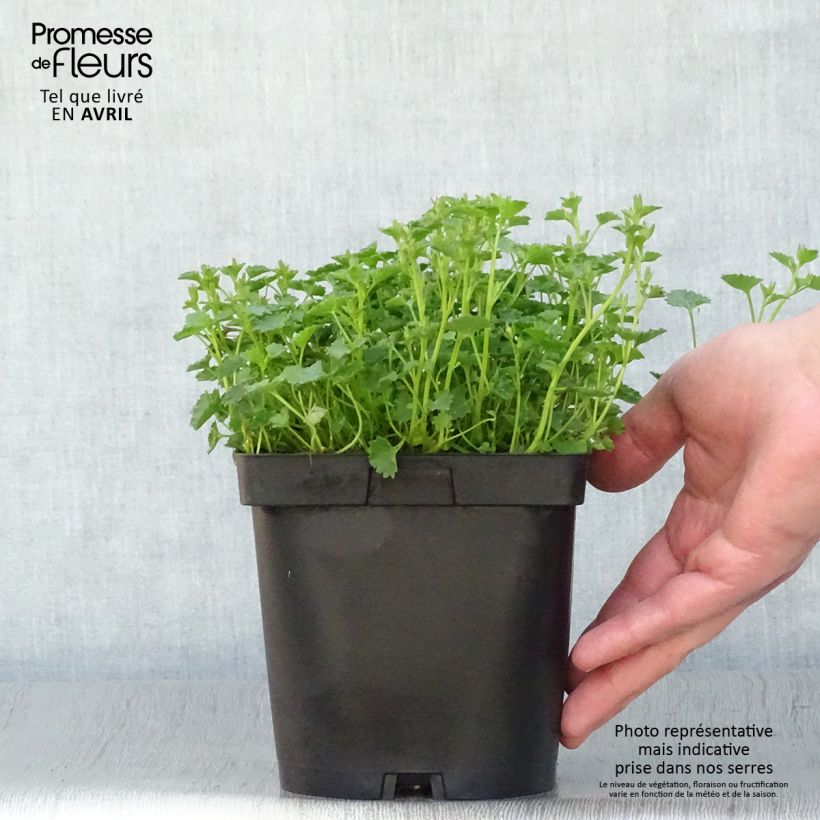 Campanula portenschlagiana Maceta 2L/3L Ejemplar entregado en la primavera