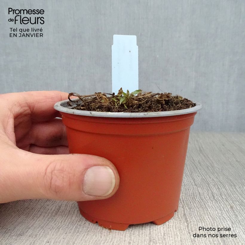 Campanula glomerata var. acaulis Maceta de 8/9 cm Ejemplar entregado en invierno