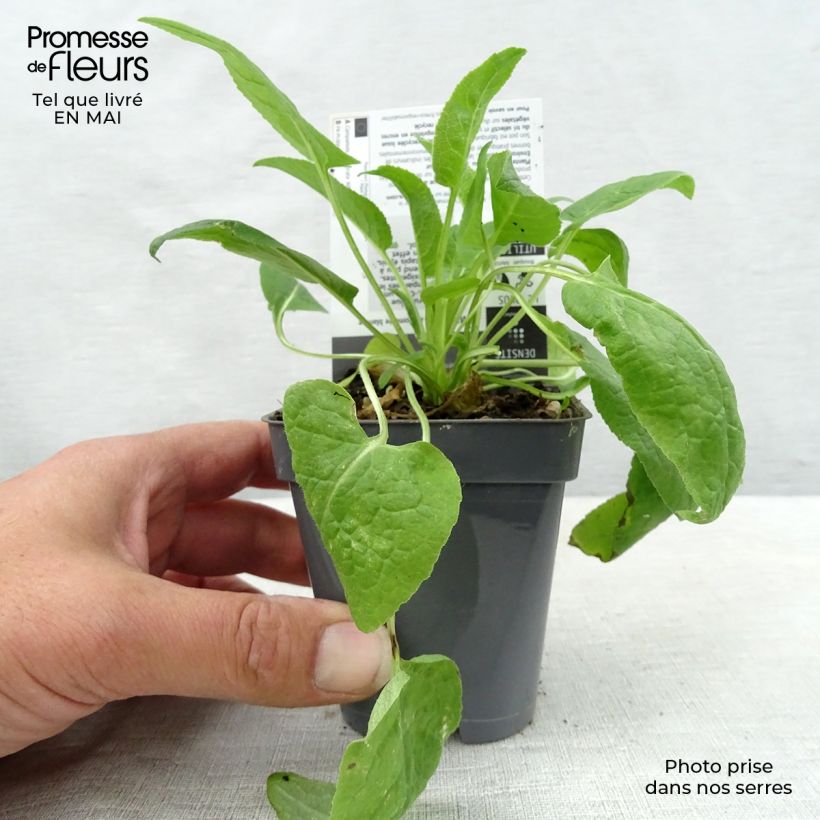 Campanula glomerata Alba Maceta de 8/9 cm Ejemplar entregado en la primavera