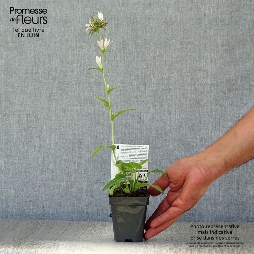 Ejemplar de Campanula glomerata Alba Maceta de 8/9 cm entregado en verano