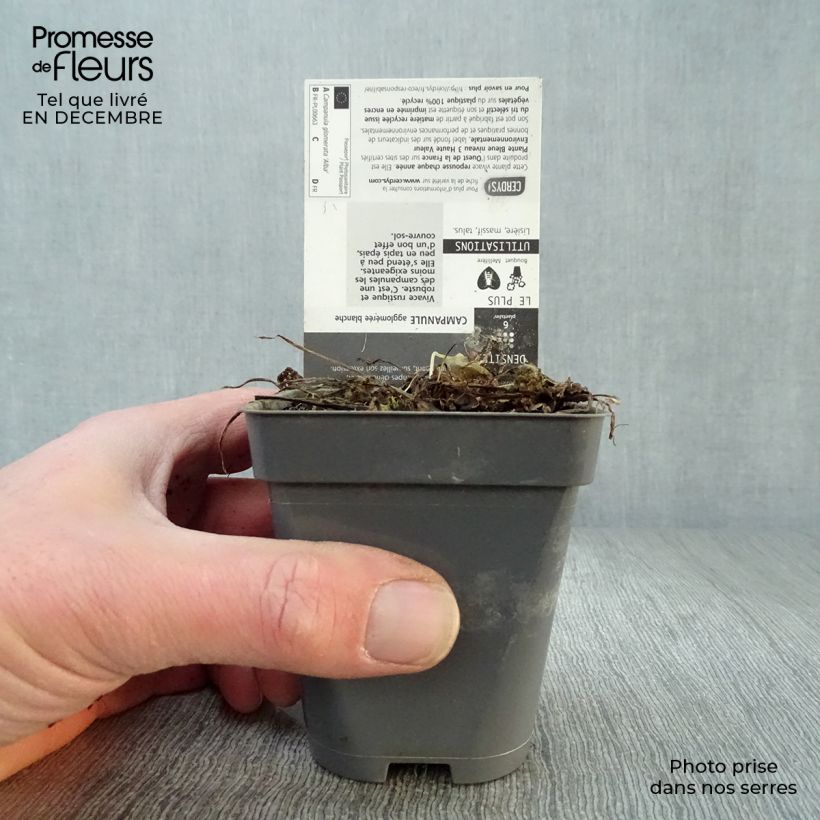 Campanula glomerata Alba Maceta de 8/9 cm Ejemplar entregado en invierno