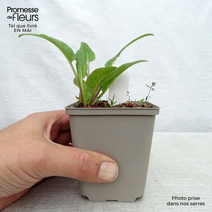 Campanula glomerata Caroline Maceta de 8/9 cm Ejemplar entregado en la primavera