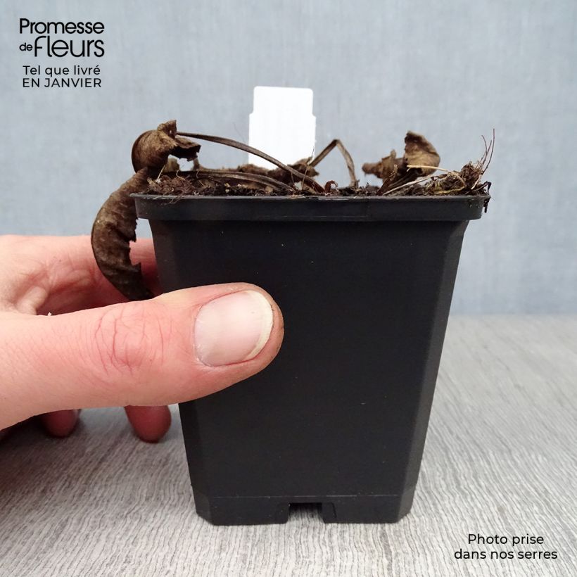 Campanula glomerata Caroline Maceta de 8/9 cm Ejemplar entregado en invierno