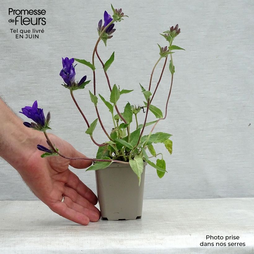 Ejemplar de Campanula glomerata Joan Elliot Maceta de 8/9 cm entregado en verano
