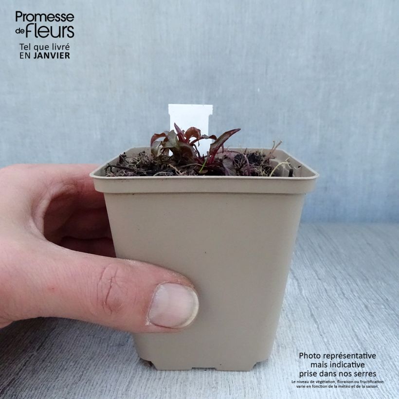 Campanula glomerata Joan Elliot Maceta de 8/9 cm Ejemplar entregado en invierno