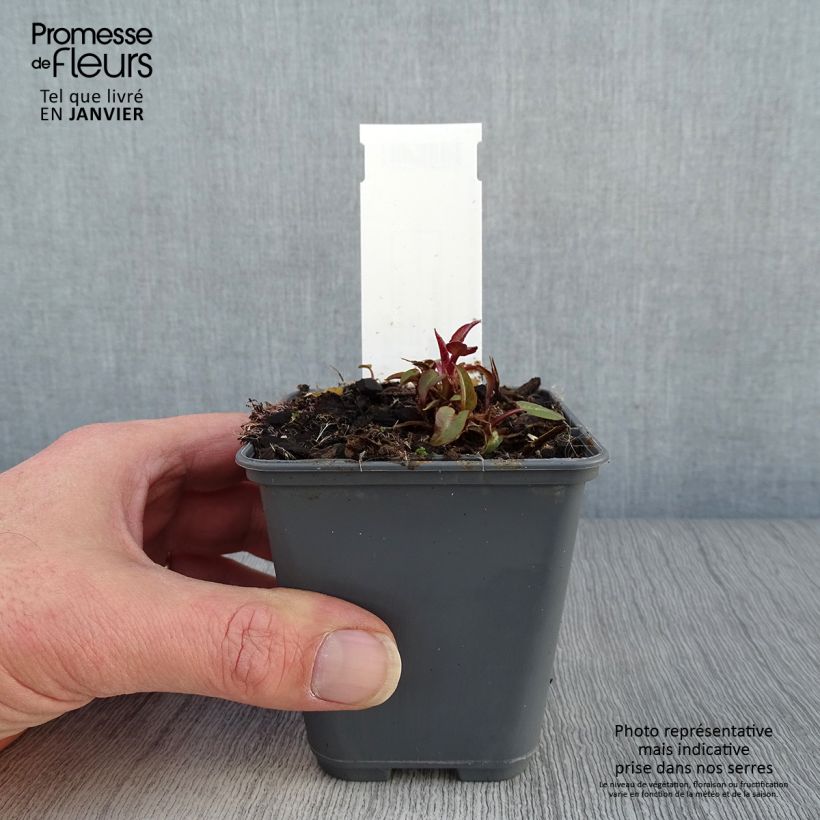 Campanula glomerata var. dahurica Maceta de 8/9 cm Ejemplar entregado en invierno