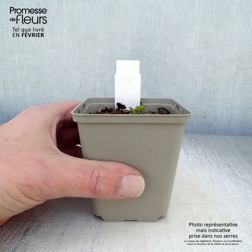 Campanula punctata Iridescent Bells Maceta de 8/9 cm Ejemplar entregado en invierno