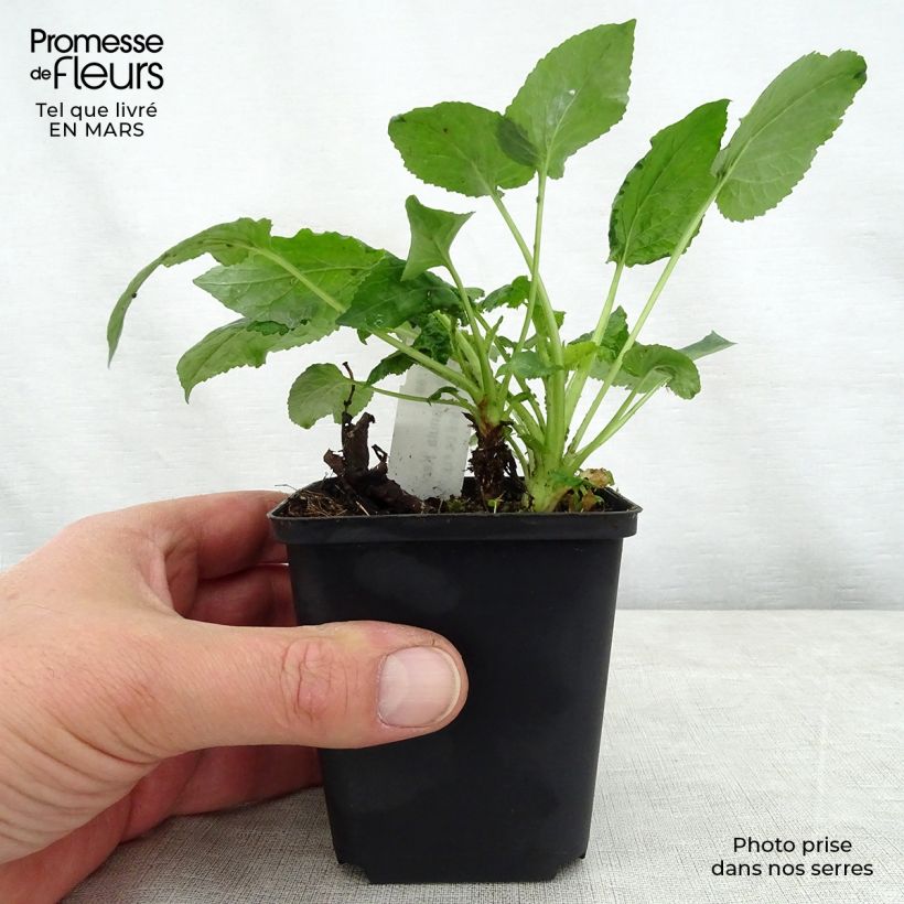 Campanula Kent Belle Maceta de 8/9 cm Ejemplar entregado en la primavera