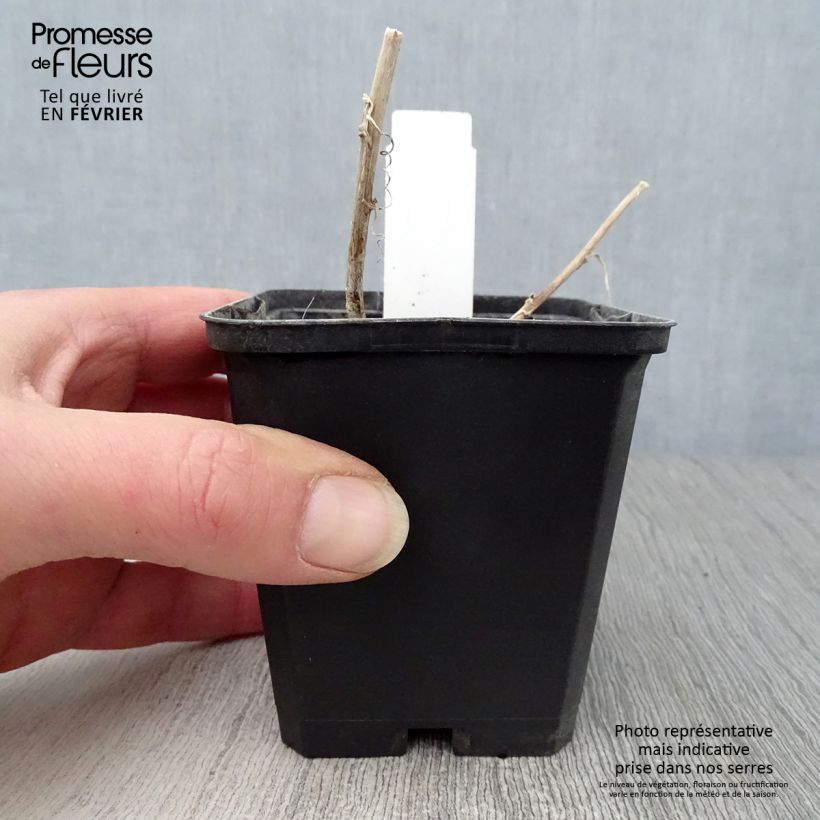 Campanula Kent Belle Maceta de 8/9 cm Ejemplar entregado en invierno