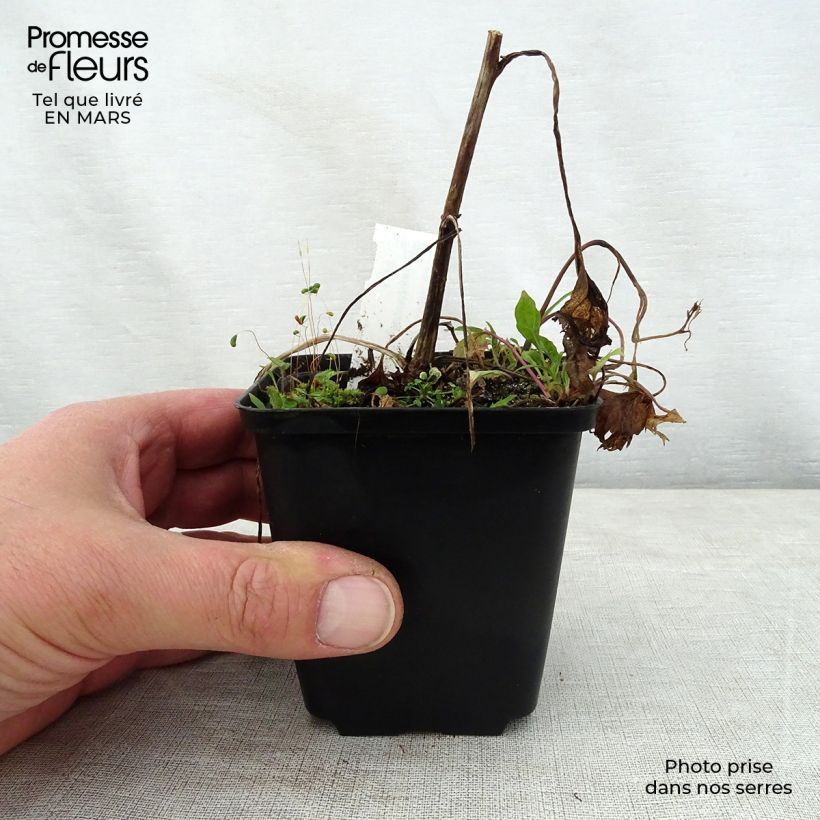 Campanula Pink Octopus Maceta de 8/9 cm Ejemplar entregado en la primavera