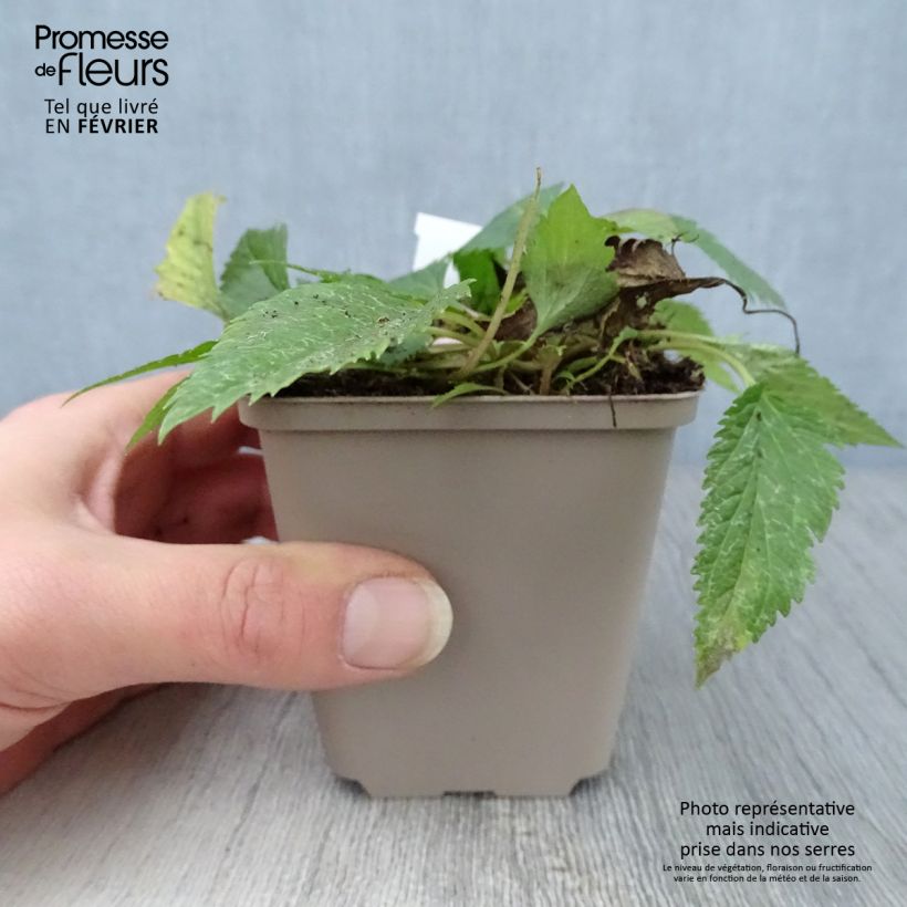 Campanula Pink Octopus Maceta de 8/9 cm Ejemplar entregado en invierno