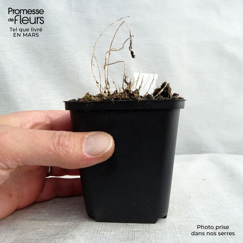 Campanula lactiflora Maceta de 8/9 cm Ejemplar entregado en la primavera