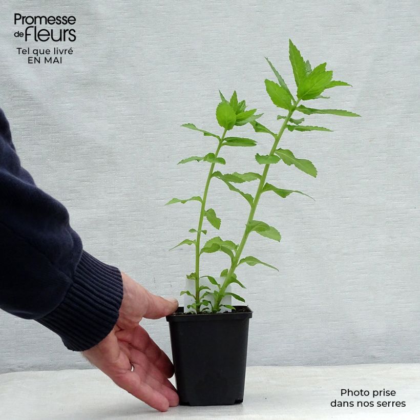 Campanula lactiflora Loddon Anna Maceta de 7/8 cm Ejemplar entregado en la primavera