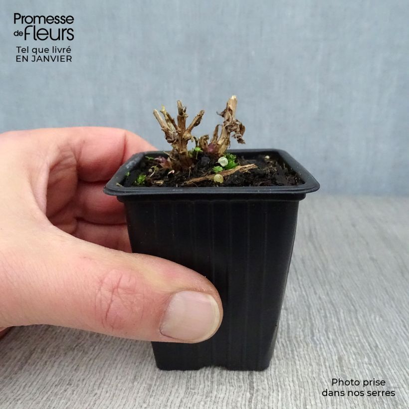 Campanula lactiflora Loddon Anna Maceta de 7/8 cm Ejemplar entregado en invierno