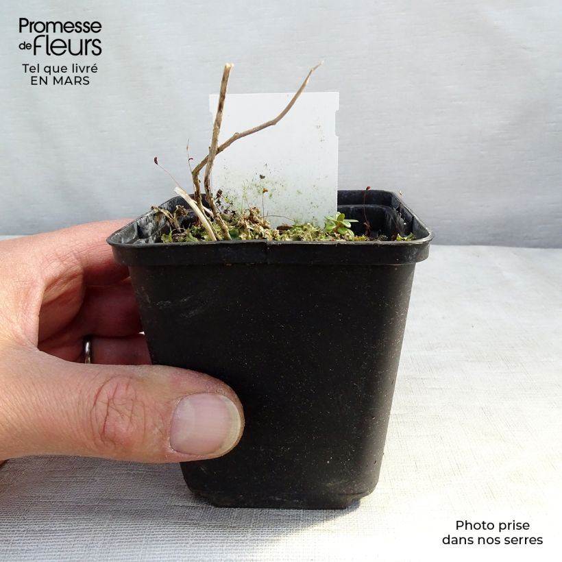 Campanula lactiflora Prichard s variety - Campanilla Maceta de 8/9 cm Ejemplar entregado en la primavera