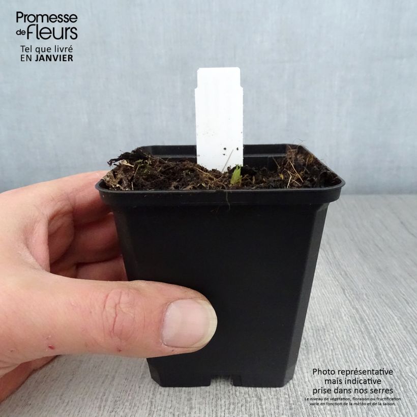 Campanula latifolia var. macrantha Maceta de 8/9 cm Ejemplar entregado en invierno