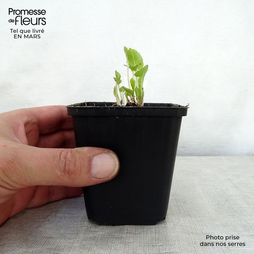 Campanula latifolia var. macrantha Maceta de 8/9 cm Ejemplar entregado en la primavera