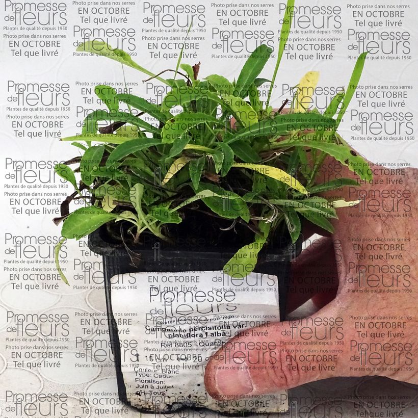 Ejemplo de ejemplar de Campanula persicifolia var. planiflora Alba Maceta de 8/9 cm tal y como se entrega
