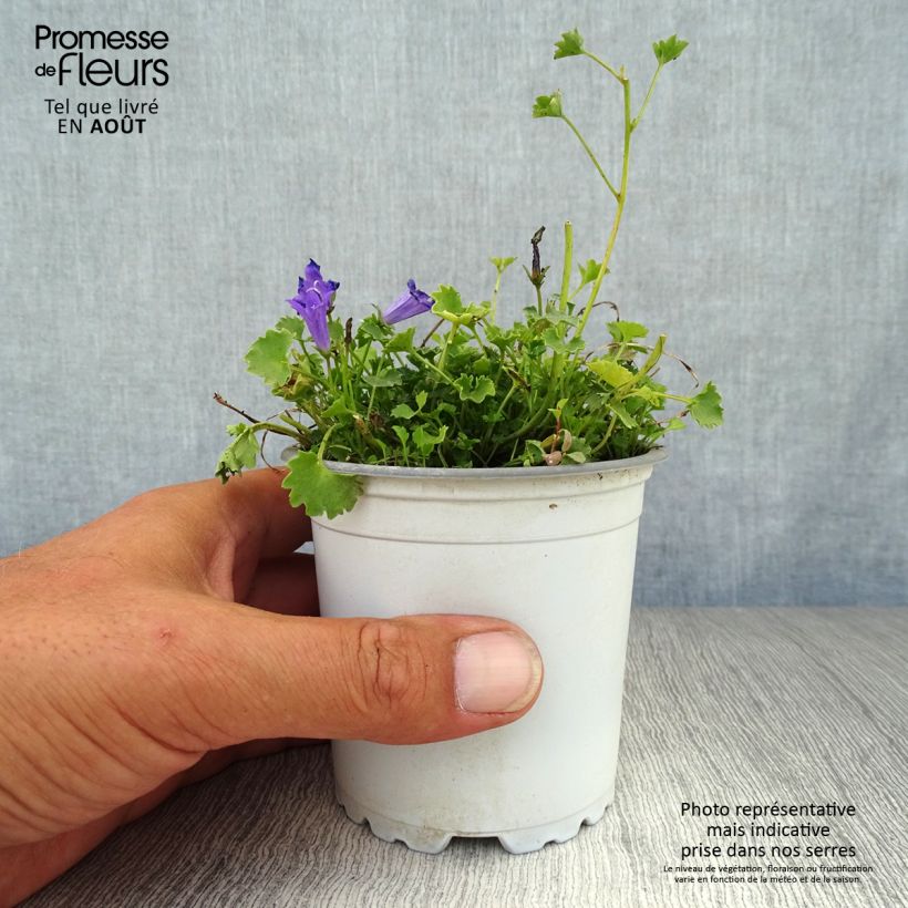 Ejemplar de Campanula poscharskyana Maceta de 7/8 cm entregado en verano