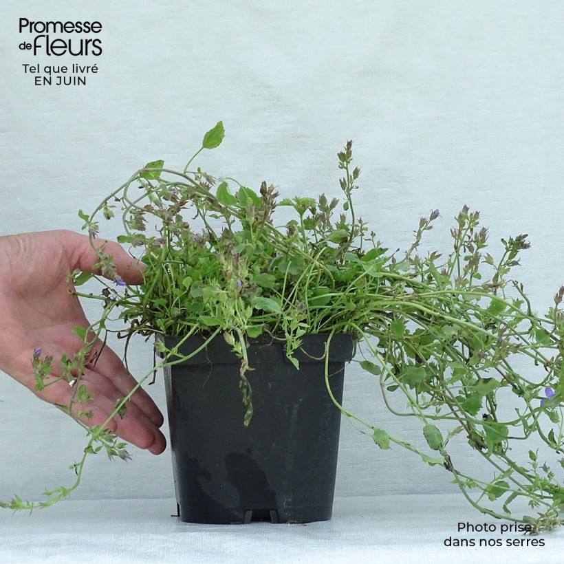 Ejemplar de Campanula poscharskyana Maceta 2L/3L entregado en verano