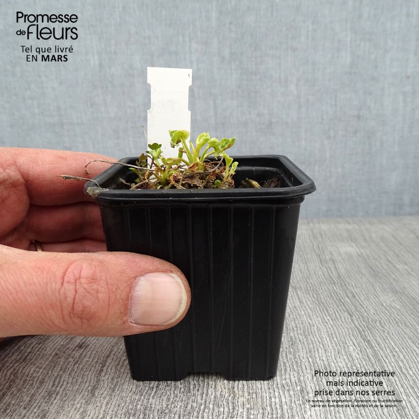 Campanula pyramidalis Alba Maceta de 8/9 cm Ejemplar entregado en invierno