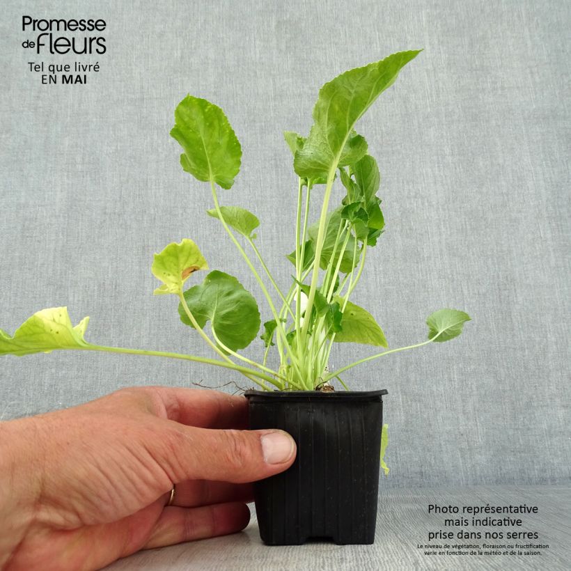 Campanula pyramidalis Alba Maceta de 8/9 cm Ejemplar entregado en la primavera