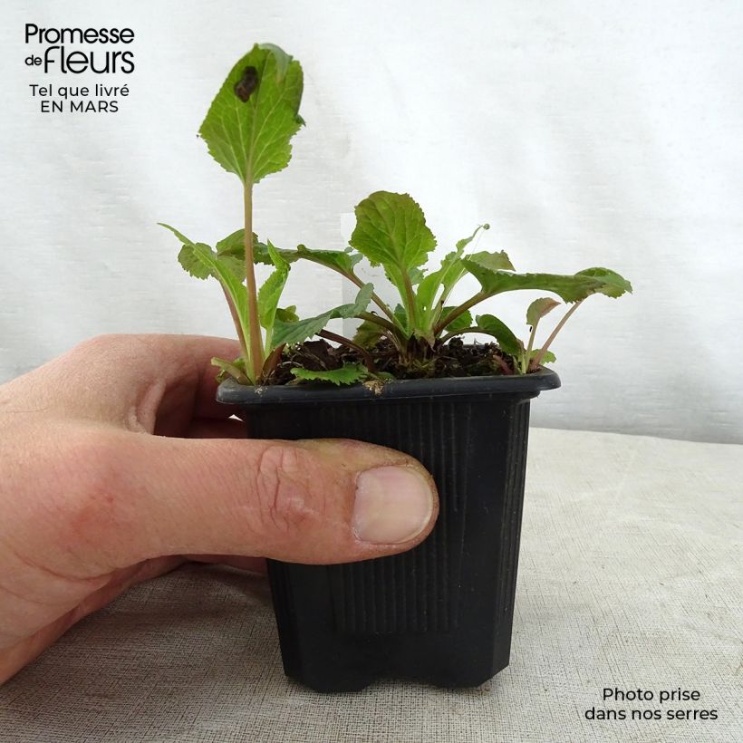 Campanula takesimana Alba Maceta de 8/9 cm Ejemplar entregado en la primavera