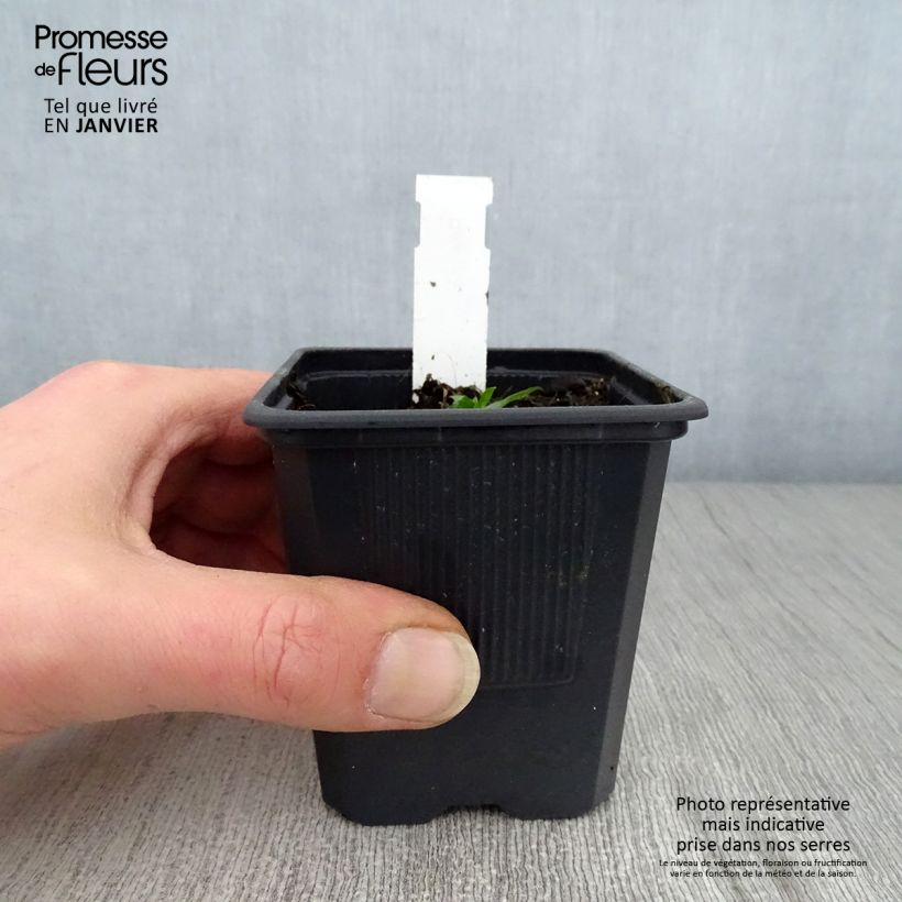 Campanula takesimana Alba Maceta de 8/9 cm Ejemplar entregado en invierno