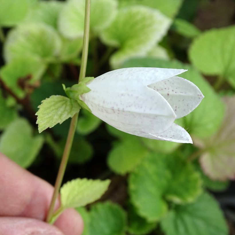 Campanula takesimana (Floración)