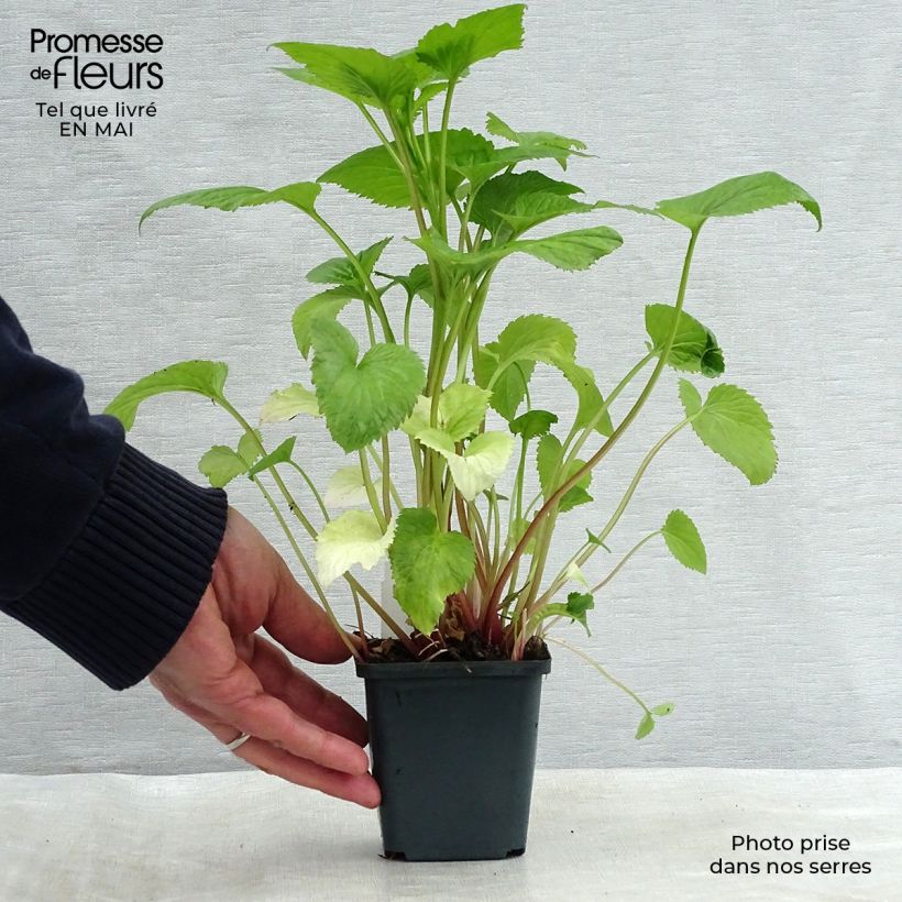 Campanula takesimana Maceta de 8/9 cm Ejemplar entregado en la primavera