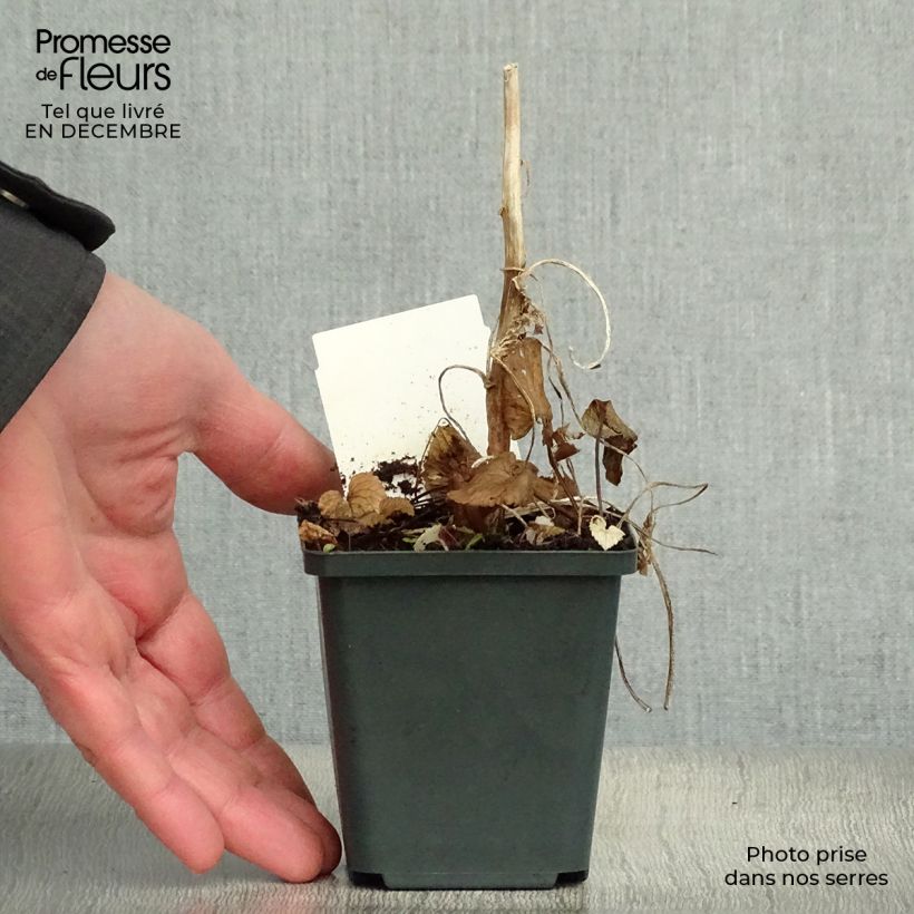 Campanula takesimana Maceta de 8/9 cm Ejemplar entregado en invierno