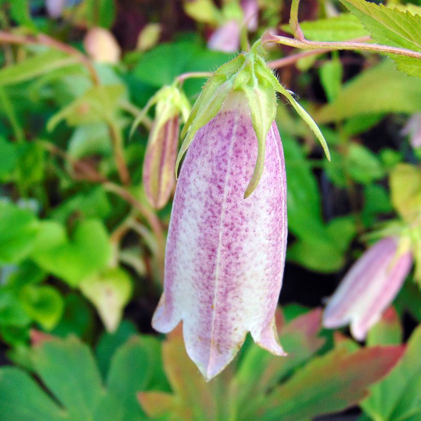 Campanula takesimana Elisabeth (Floración)