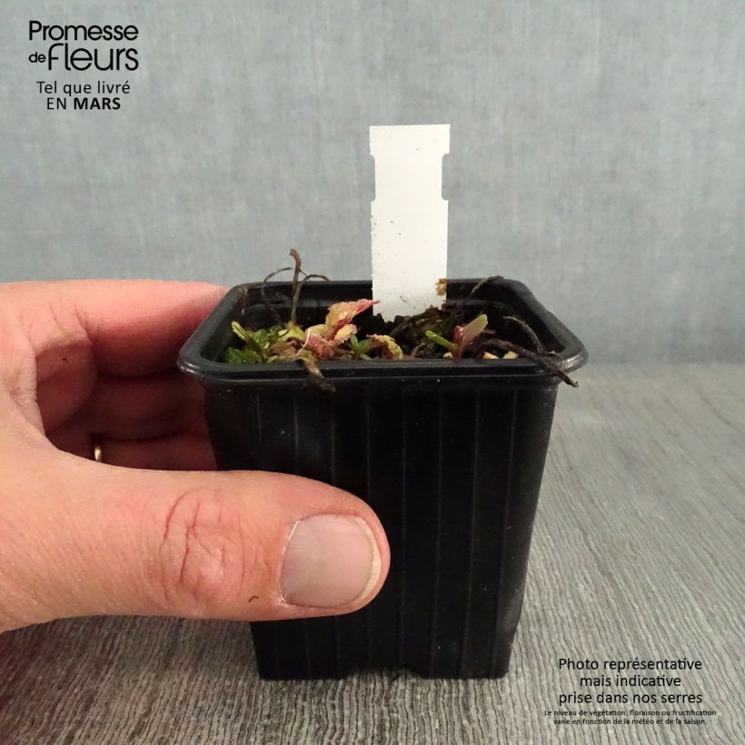 Campanula takesimana Elisabeth Maceta de 7/8 cm Ejemplar entregado en invierno