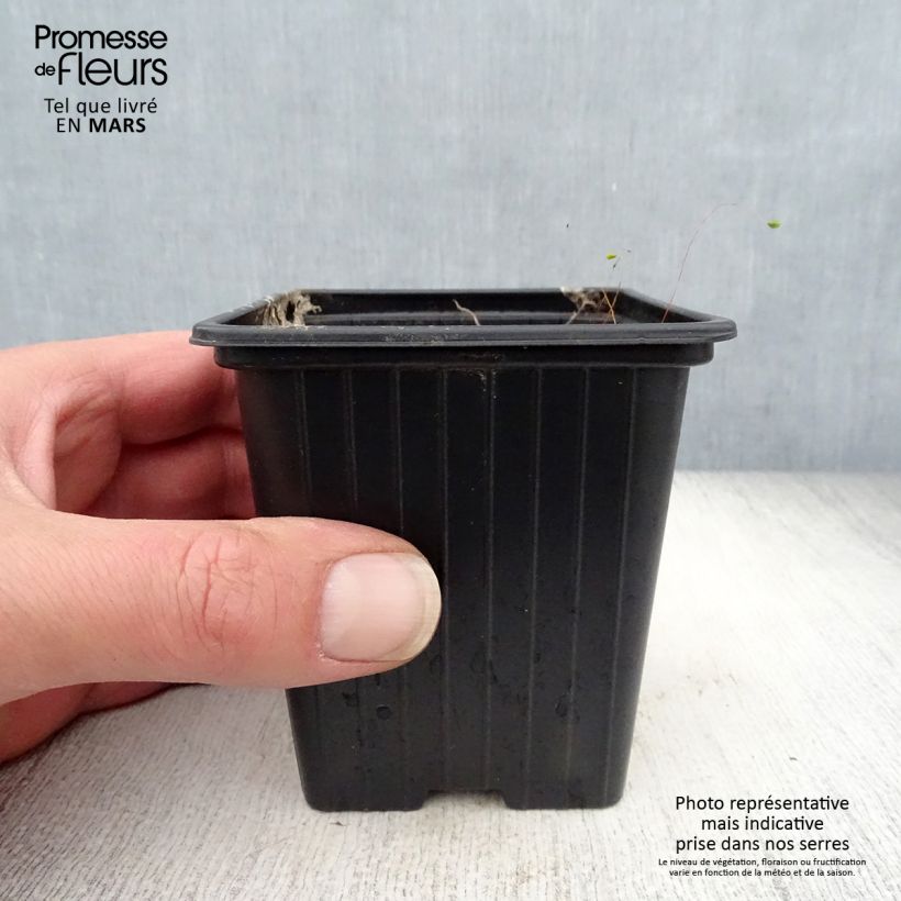 Campanula takesimana Elisabeth Maceta de 7/8 cm Ejemplar entregado en la primavera