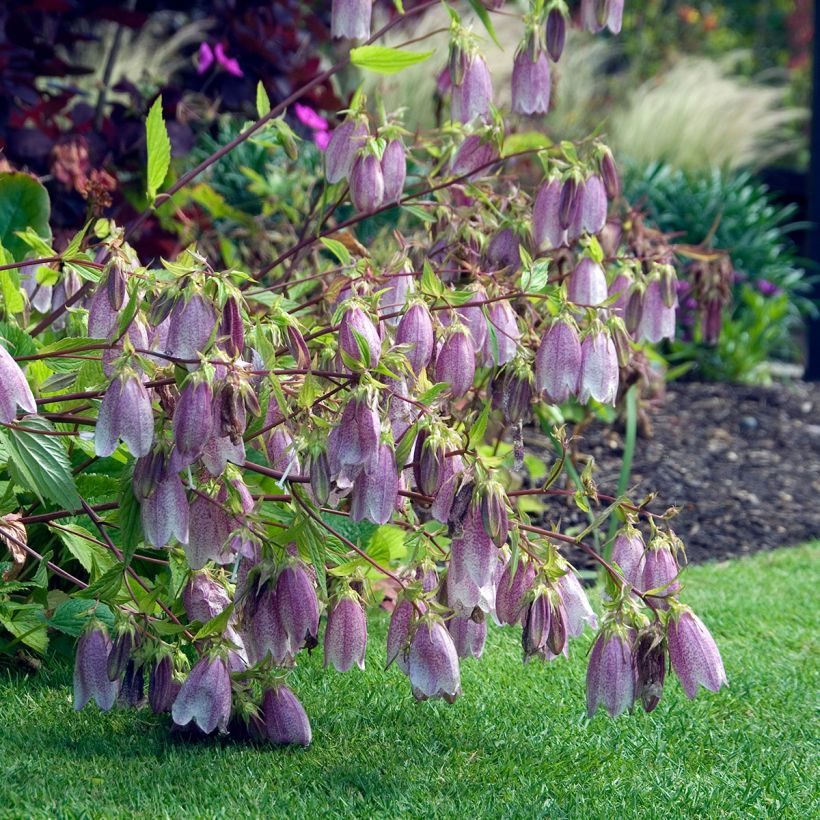 Campanula takesimana Elisabeth (Porte)